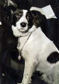 Pies Pickles, to on znalazł skradziony puchar w 1966 r. źródło: źródło: Wiki Images / Domena publiczna
